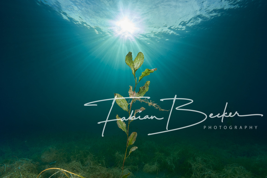 Erwachen | Einzigartige Wandbilder von faszinierenden Unterwasserwelten. Exklusive Kunst für Empfangsbereiche, Wohnraum oder Wartezimmer. - Realisiert mit Pictrs.com