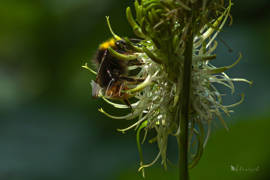 701A2420 | Sportbilder, Sportfotograf, Hochzeits- und Eventfotografin, Flugshows, Portraits und Tiershooting, Aviation, Downhill, Nationalleague, Swissleague, International