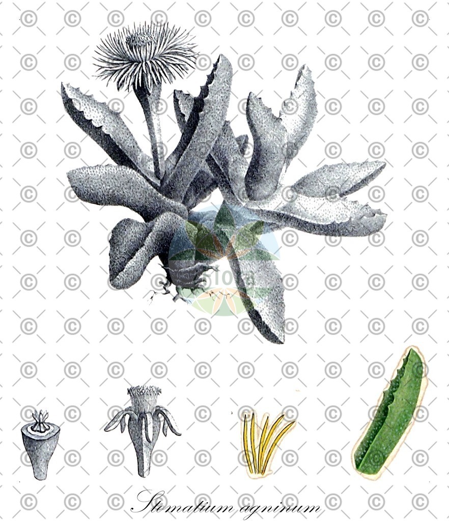 HistAbb_wfo-0000431224_1_ENZY_Simple | Historische Abbildung von Stomatium agninum - Aizoaceae | Historical Illustration of Stomatium agninum - Aizoaceae