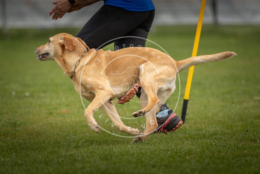 Pfotenfotografie_DV3A0085 | Hundefotografie, Tierfotograf, Pfotenfotografie, Fotoshooting Hund, Hunde Portrait, Hundesport, Hundeportraits, Heideshooting, Hunde, Sportfotograf, Hundefotograf, Turnierhundsport, THS,  - Realisiert mit Pictrs.com