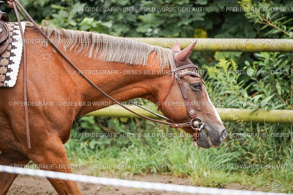 DSC03059 | Pferdegrafie