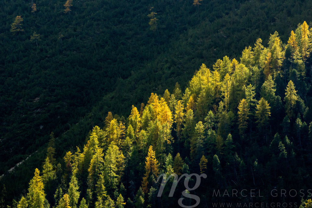 trees in light an shadow | light on yellow colored larches in Swiss National Park - Realisiert mit Pictrs.com
