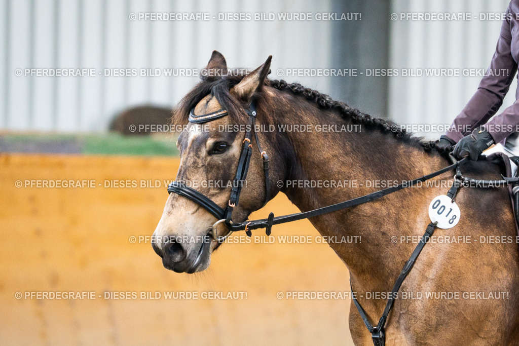 DSC01205 | Pferdegrafie