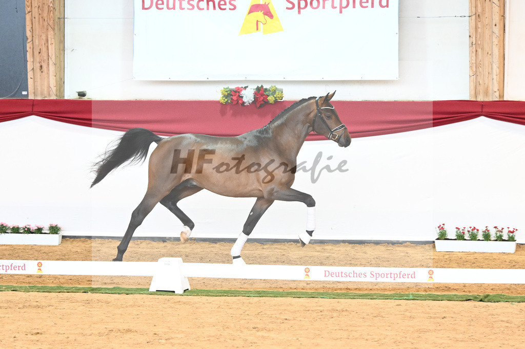 Kat-Nr. 55 Va Bene x Goldberg_Kuntz_43230553 | hf-fotografie - Realisiert mit Pictrs.com