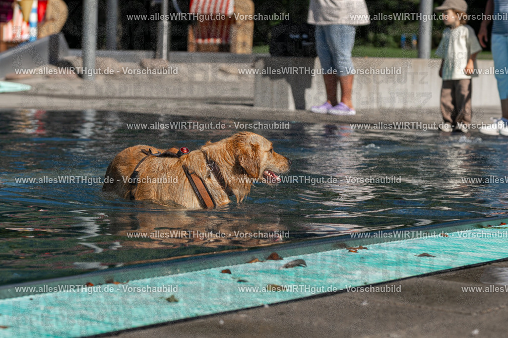 Hundeschwimmen_Volksbad_2026-allesWIRTHgut_Tierfotografie-2609061100-FAY06093 | Professionelle Tierfotografie in Mönchengladbach von Daniel Wirth (allesWIRTHgut). Liebevolle & natürliche Bilder von Hunden & Katzen für unvergessliche Erinnerungen.