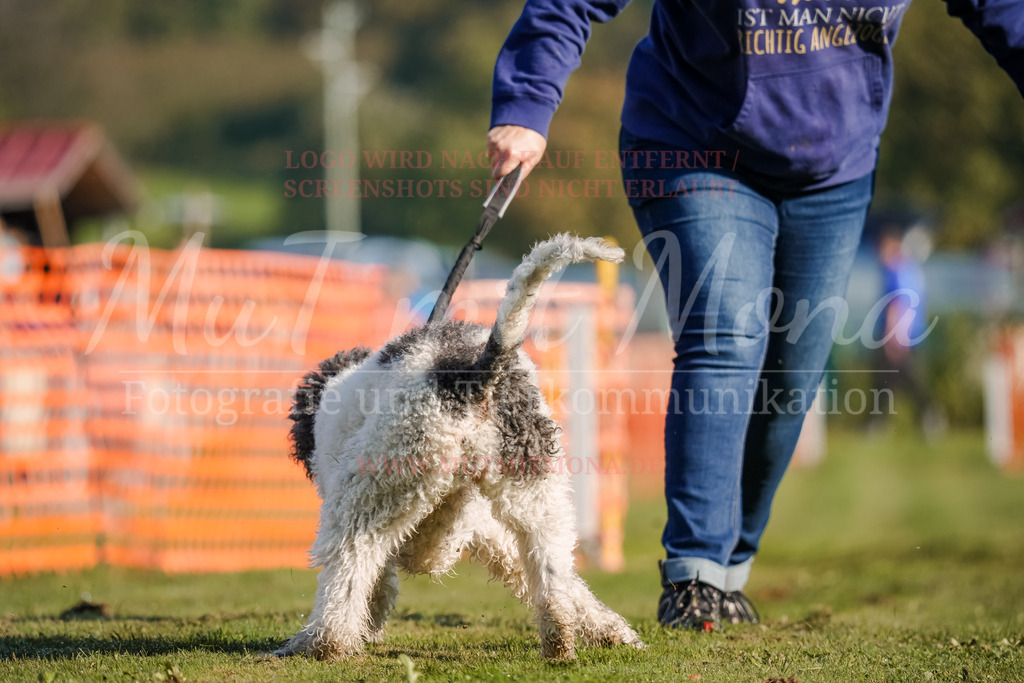 20250928_Hunderennen-20 | MuT (Mensch und Tier) mit Mona - Fotografie und Tierkommunikation - Realisiert mit Pictrs.com