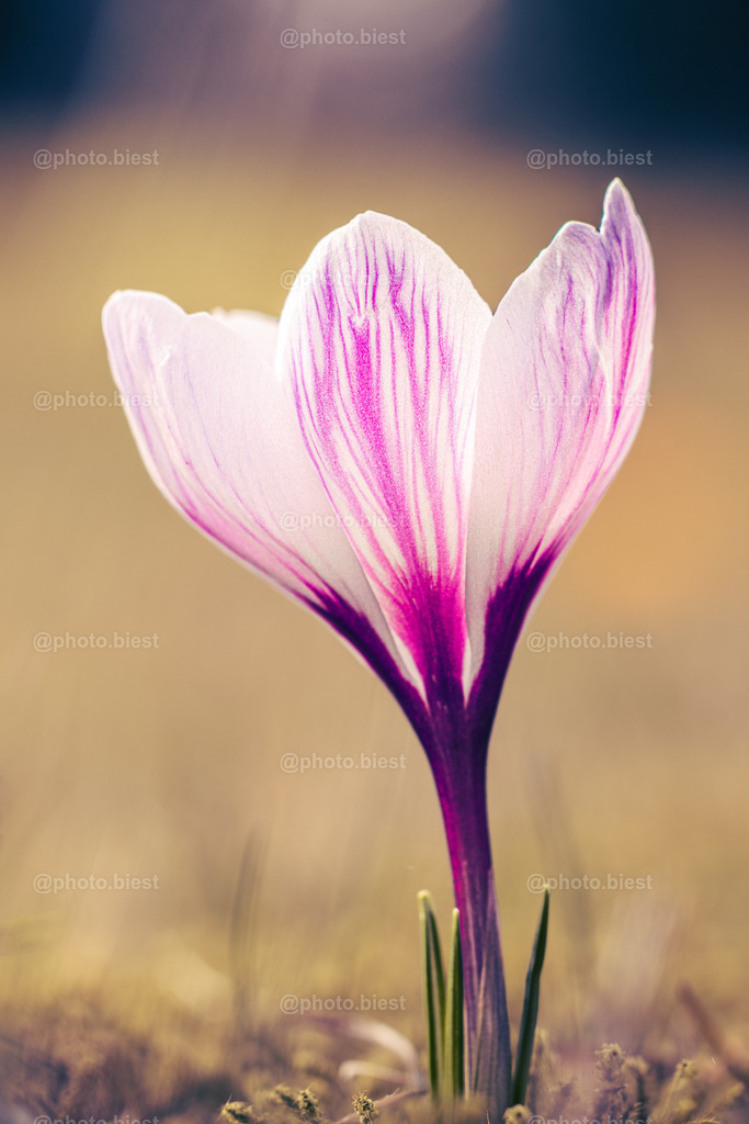 Sonnenbadkrokus | Ein schön marmorierter Krokus im Sonnenlicht. - Realisiert mit Pictrs.com
