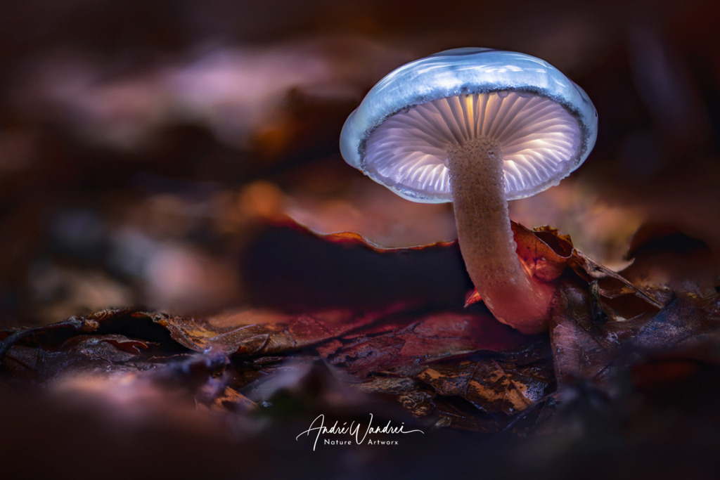 Leuchtpilz (5) | Andre Wandrei - Nature Artworx - Realisiert mit Pictrs.com