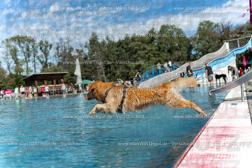 Hundeschwimmen_Volksbad_2026-allesWIRTHgut_Tierfotografie-2609061210-112006-7R500247 | Professionelle Tierfotografie in Mönchengladbach von Daniel Wirth (allesWIRTHgut). Liebevolle & natürliche Bilder von Hunden & Katzen für unvergessliche Erinnerungen.