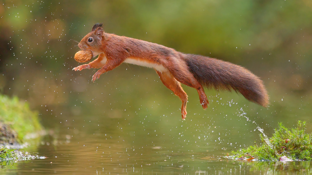 Wandbild Sprung des Eichhörnchens über das Wasser | Das Bild zeigt ein agiles rotes Eichhörnchen (Sciurus vulgaris) in einem beeindruckenden Sprung über das Wasser. Das Eichhörnchen hält eine große Nuss in seinem Maul und hat alle vier Pfoten vom Boden abgehoben, während es sich über die Wasseroberfläche bewegt. Wassertropfen spritzen in alle Richtungen, eingefangen in scharfen Details. Der Hintergrund ist unscharf und zeigt eine natürliche grüne Umgebung, die die Bewegung und Energie des Eichhörnchens in den Vordergrund stellt.