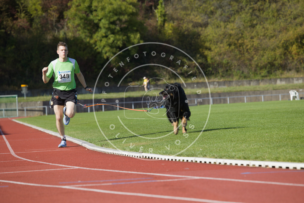 0L8A9424 | Hundefotografie, Tierfotograf, Pfotenfotografie, Fotoshooting Hund, Hunde Portrait, Hundesport, Hundeportraits, Heideshooting, Hunde, Sportfotograf, Hundefotograf, Turnierhundsport, THS,  - Realisiert mit Pictrs.com
