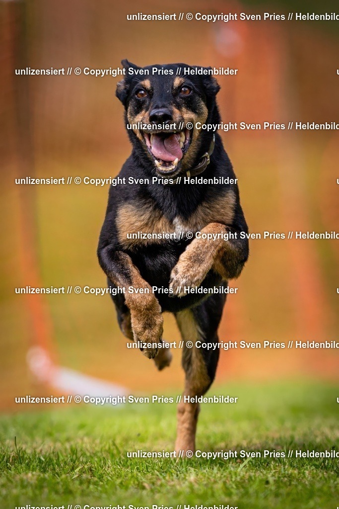 Sven Pries | 2024-09-22 - Hunderennen Baden-BadenPudelverein - Realisiert mit Pictrs.com