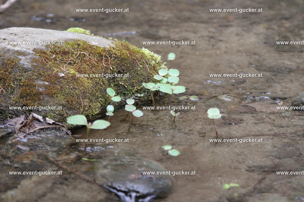 MARI6323 | Sportfoto event-gucker Herbert Scherer