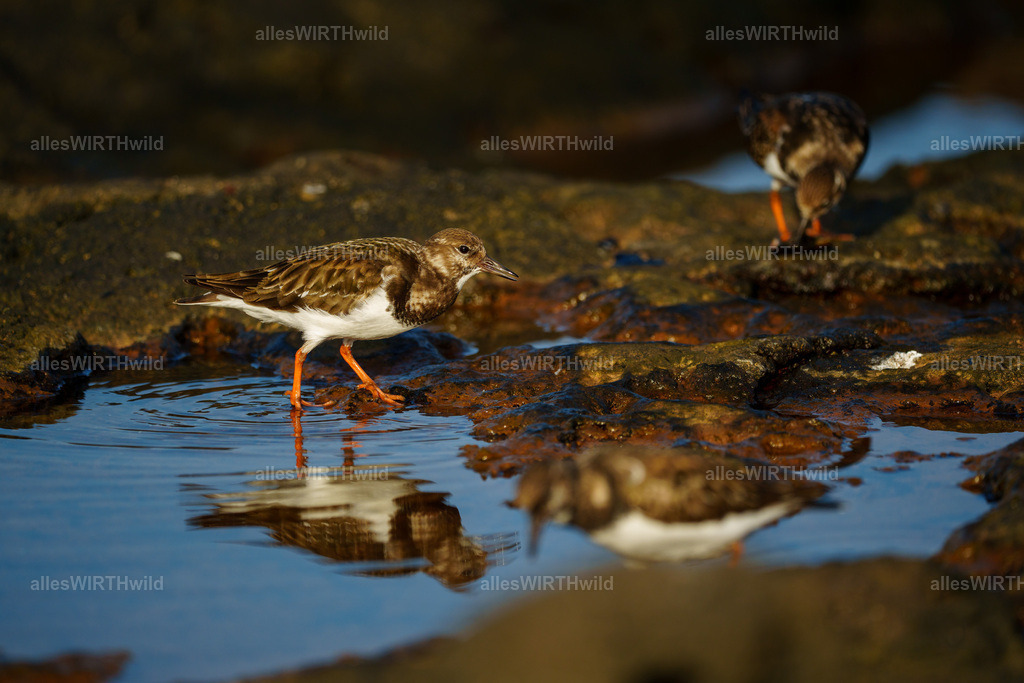allesWIRTHgut Tierfotografie - allesWIRTHgut.de - 7IV01479 | Entdecke die faszinierende Welt der Natur- und Wildlife-Fotografie von Daniel und Bärbel. Inspirierende Bilder von wilden Tieren und kleinen Naturwundern.