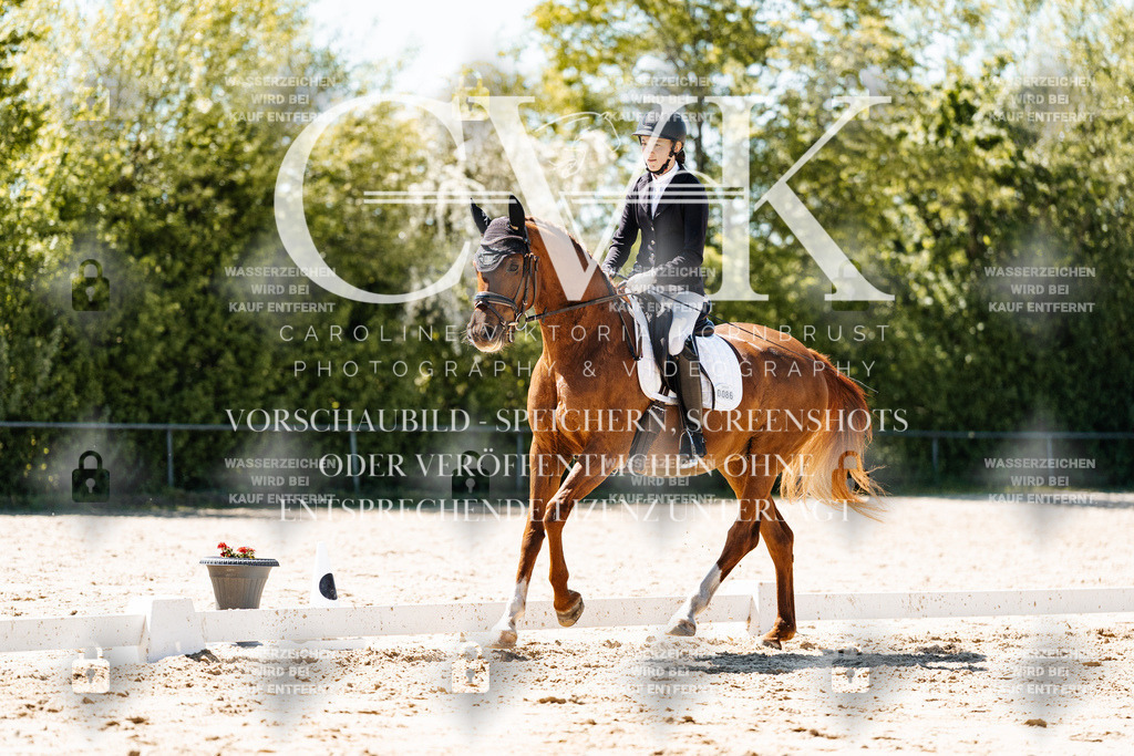 CK905997 | Turnierfotografie Pferdefotografie Trier Rheinland-Pfalz Pferdesport Reitsport Tierfotografie Sportfotografie Pferdevideo Pferdevideografie Equestrianvideography equestrianphotography  - Realisiert mit Pictrs.com