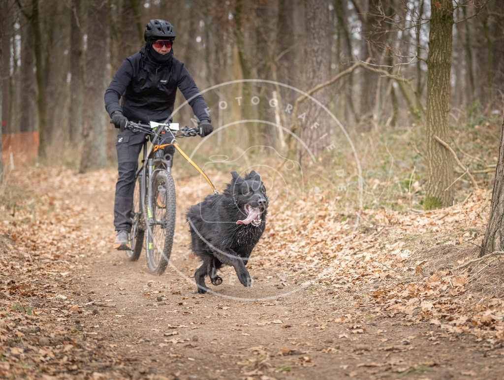Pfotenfotografie_DV3A6399 | Hundefotografie, Tierfotograf, Pfotenfotografie, Fotoshooting Hund, Hunde Portrait, Hundesport, Hundeportraits, Heideshooting, Hunde, Sportfotograf, Hundefotograf, Turnierhundsport, THS,  - Realisiert mit Pictrs.com