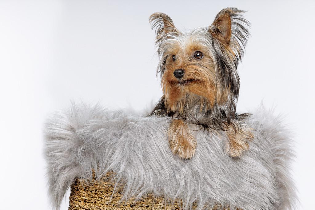 Welpen Hundeshooting | Welpen Fotografie und Hundeshooting, Bremen Blumenthal und um zu.