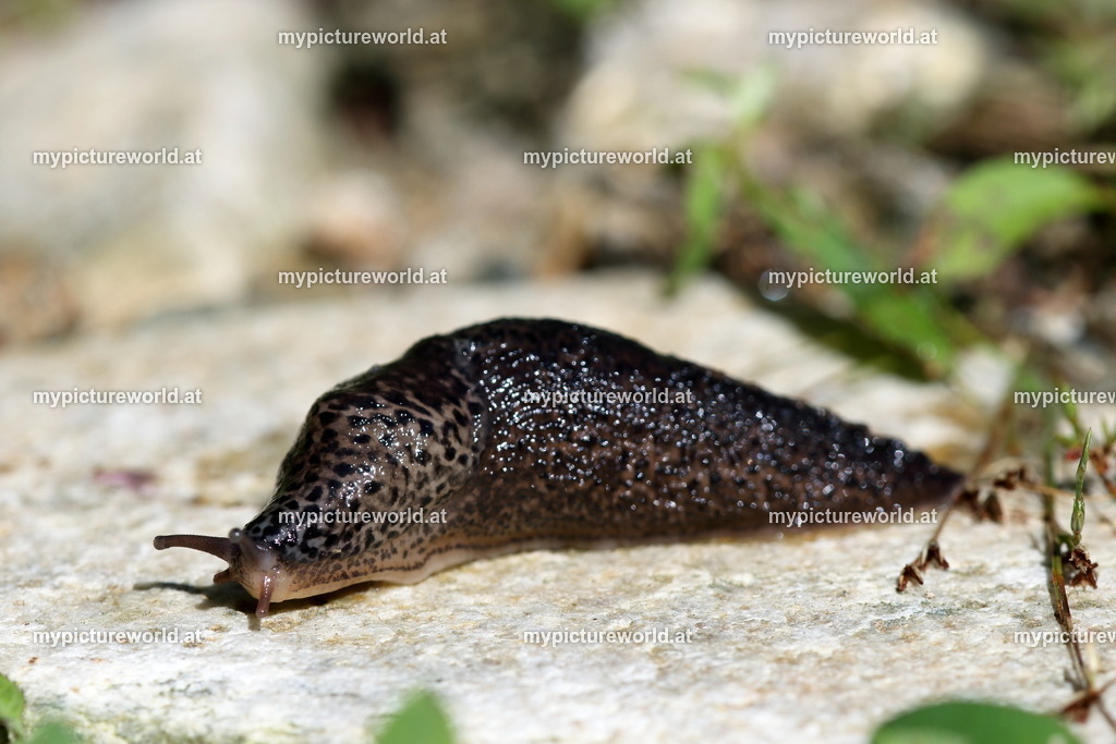 Tigerschnegel-001 | Das Bilderarchiv über Tiere, Planzen und Landschaften. In der Bilddatenbank finden Sie ein große Auswahl an hochwertigen Bilder für Ihre Werbung - Realisiert mit Pictrs.com