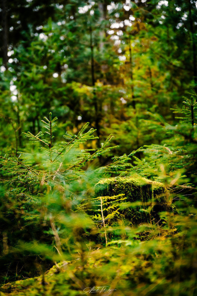 Spessart | Entdecken Sie die faszinierende Welt von Alexander Tschuncky Arts: Kreative Fotografie, atemberaubende Automobilkunst und hochwertiger Bilderdruck. Lassen Sie sich inspirieren! - Realisiert mit Pictrs.com