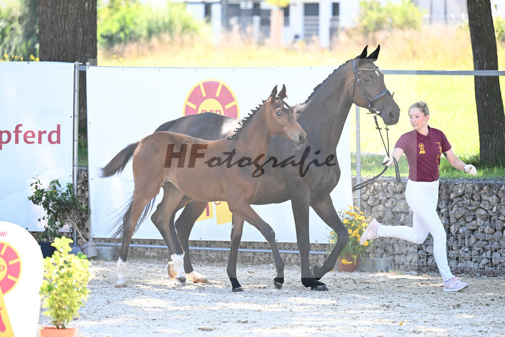 Kat-Nr. 1 Benicio x Rosengold_HF_Setzen_26250253 | hf-fotografie - Realizzato con Pictrs.com