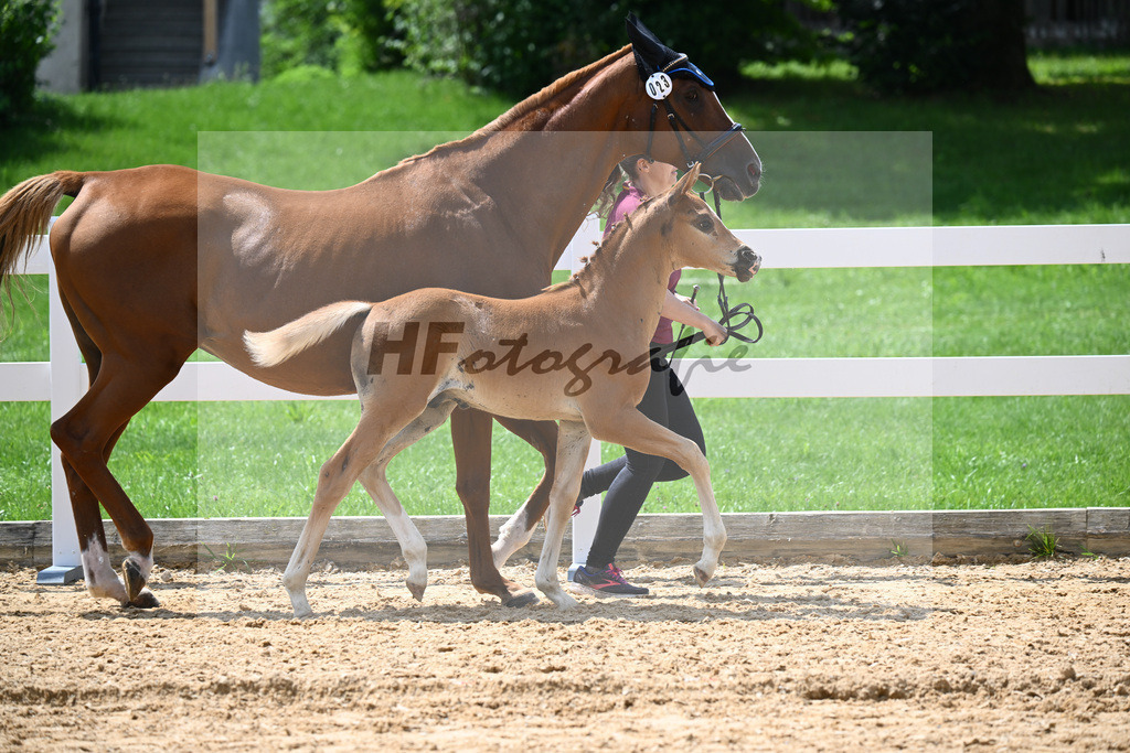 Kat-Nr. 23 Valenziano x Unbekannt_Ganswindt_27140723 | hf-fotografie - Realisiert mit Pictrs.com