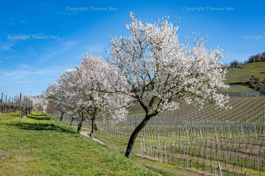 Mandelbluete-Bergstrasse-Weinberge-Fruehling-hessische-bergstrasse-Bensheim-Heppenheim-Fotografie-Thomas_neu-1241 | Die Mandelblüte an der Hessischen Bergstraße gehört zu den schönsten Frühlingsmomenten der Region. Ein blühender Mandelbaum steht oberhalb der Weinberge zwischen Bensheim und Heppenheim und bietet einen weiten Blick über die Rebenlandschaft.  Die Kombination aus blühenden Mandelbäumen, Weinbergen und der sanften Landschaft der Bergstraße macht diese Szene zu einem typischen Motiv des Frühlings in Südhessen.,Bild: Thomas Neu