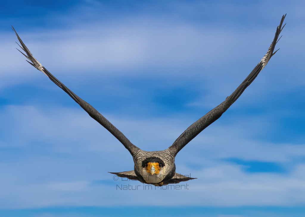 Caracara Adler | Ein Caracara Adler fliegt direkt auf mich zu - Realisiert mit Pictrs.com