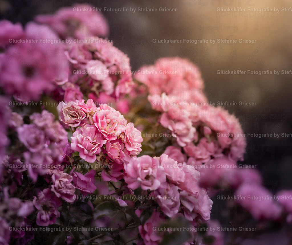 OQ0A9866 Kopie | Glückskäfer - Fotografie - Realisiert mit Pictrs.com