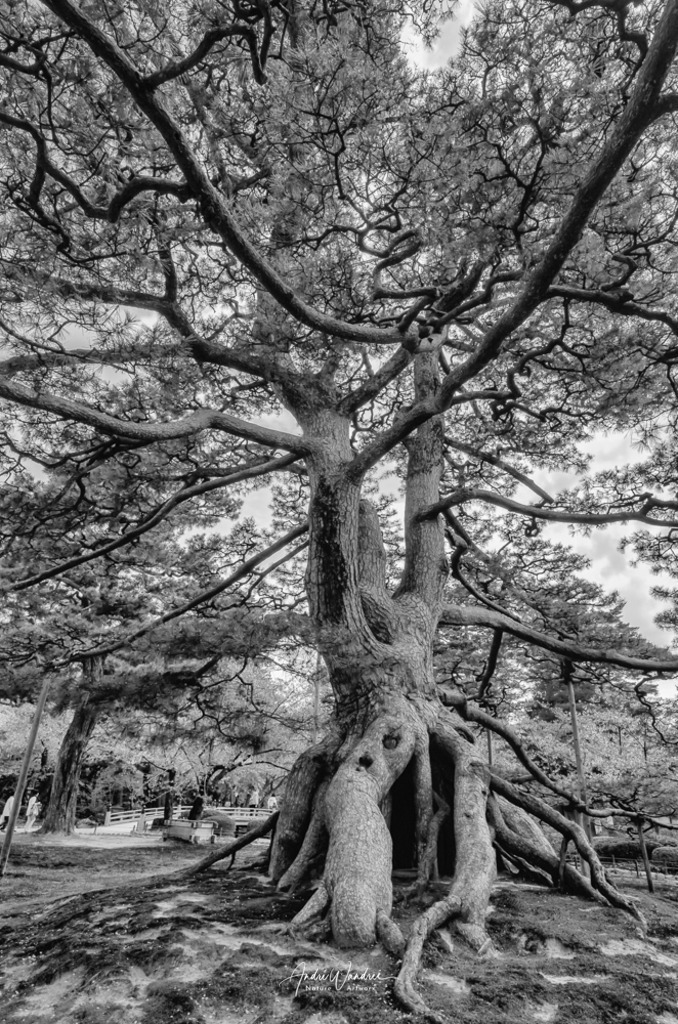 Der Urahne | Andre Wandrei - Nature Artworx - Realisiert mit Pictrs.com