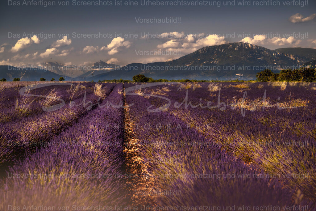 Lavendel_27.06.2024_DSCF7591 | Exklusive Naturfotografie für stilvolle Wanddekoration ★ Premium Wandbilder Made in Germany ✔️ FineArt Drucke & Downloads ✔️ Brillante Farben, höchste Qualität & weltweiter Versand ✔️ - Realisiert mit Pictrs.com