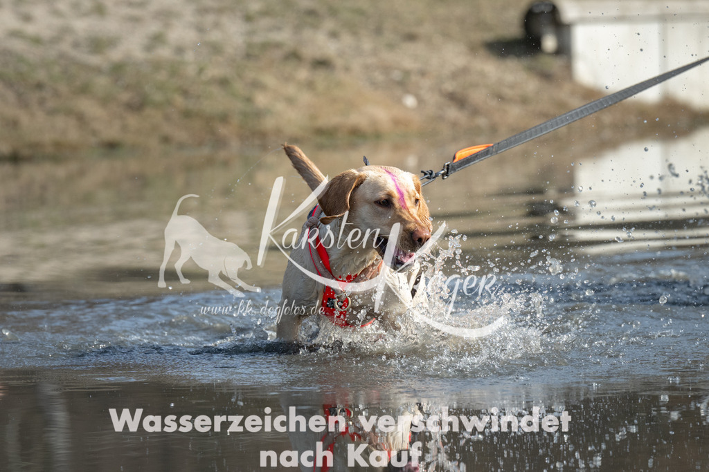 1252_ZZ92396 | kk-dogfotos