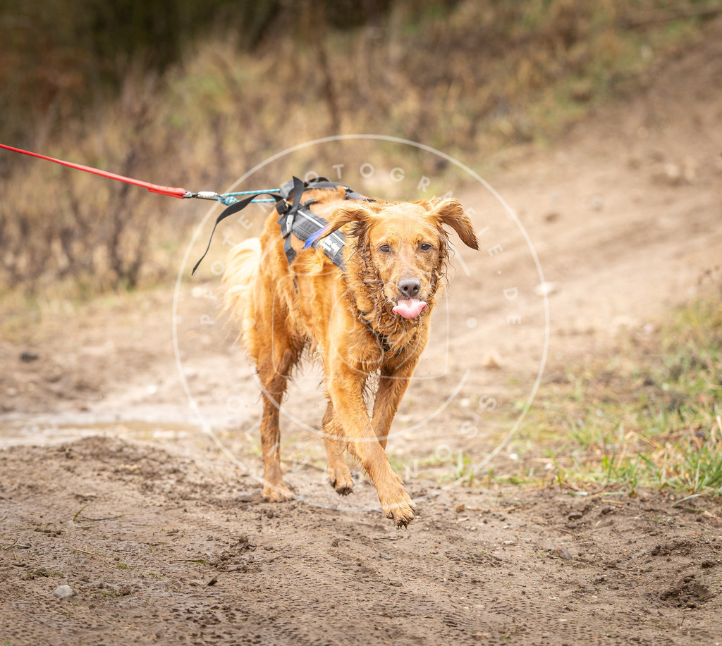 DV3A0563 | Hundefotografie, Tierfotograf, Pfotenfotografie, Fotoshooting Hund, Hunde Portrait, Hundesport, Hundeportraits, Heideshooting, Hunde, Sportfotograf, Hundefotograf, Turnierhundsport, THS,  - Realisiert mit Pictrs.com