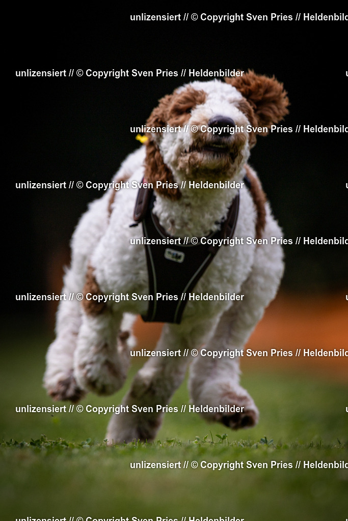 Sven Pries | 19. Allgemeines Hunderennen Karlsruhe Durlach - Realisiert mit Pictrs.com