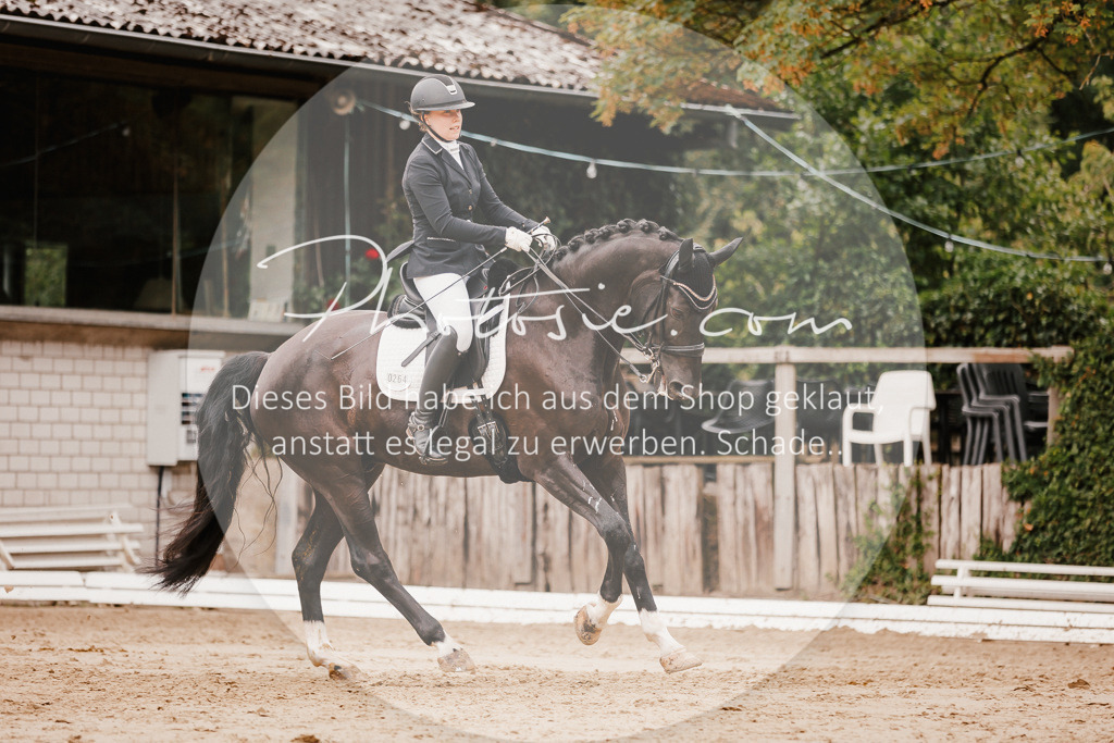 3I6A7727 | Stimmungsvolle Portraits und Reitsportfotografie im Ruhrgebiet und im Münsterland.

Pferdefotografie, Hundefotografie, Tierfotografie, Reportagen, Portraits von Tier und Mensch, Turnierfotografie in Bochum, Recklinghausen, Marl, Haltern am See, Dülmen.. - Realisiert mit Pictrs.com