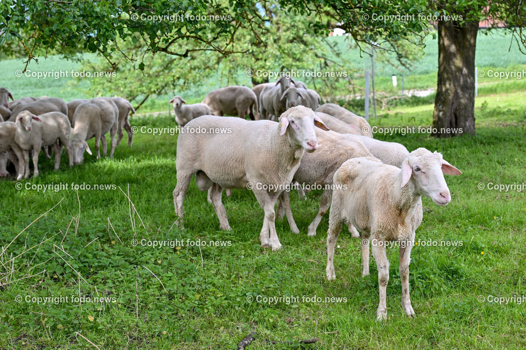 Thening_ Obstbauer Hirschvogel_ 07.05.2024-23 | 07.05.2024, Thening, AUT, Obstbauer Hirschvogel, im Bild Schafe am Hof Hirschvogel