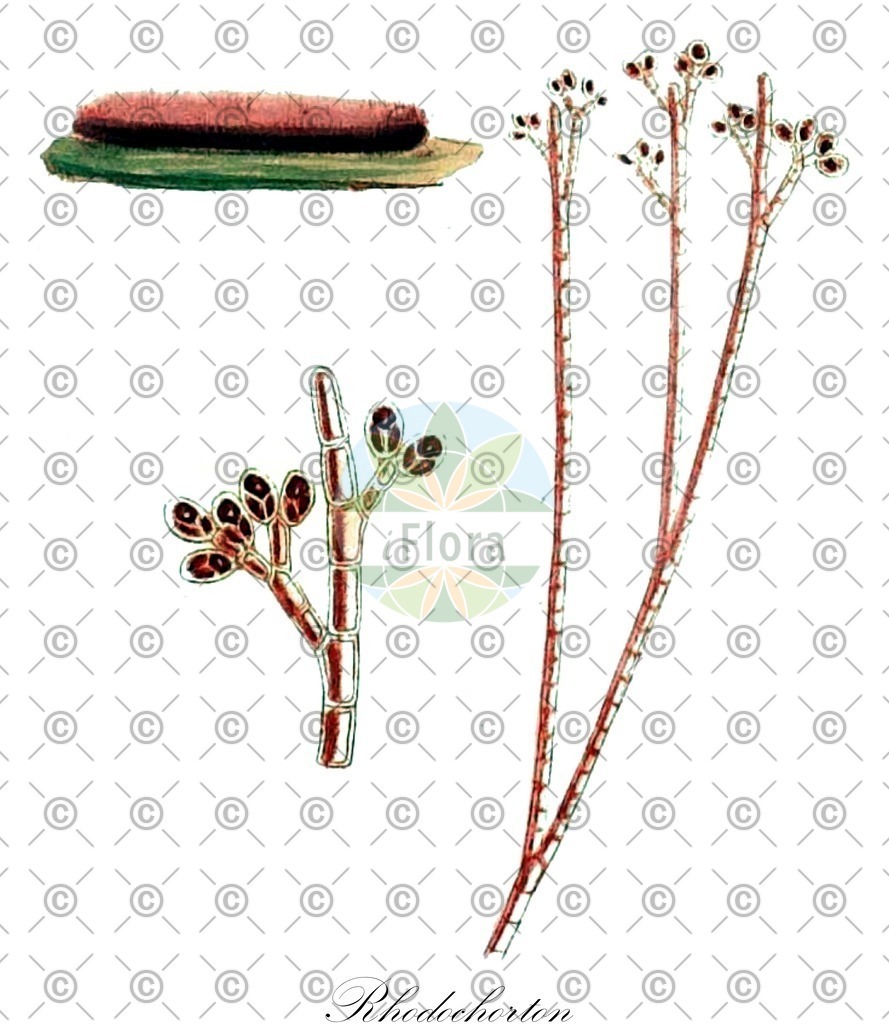 HistAbb_wfo-0001229552_1_ENZY_Simple | Historische Abbildung von Rhodochorton - Rhodochortonaceae (0) | Historical Illustration of Rhodochorton - Rhodochortonaceae (0)
