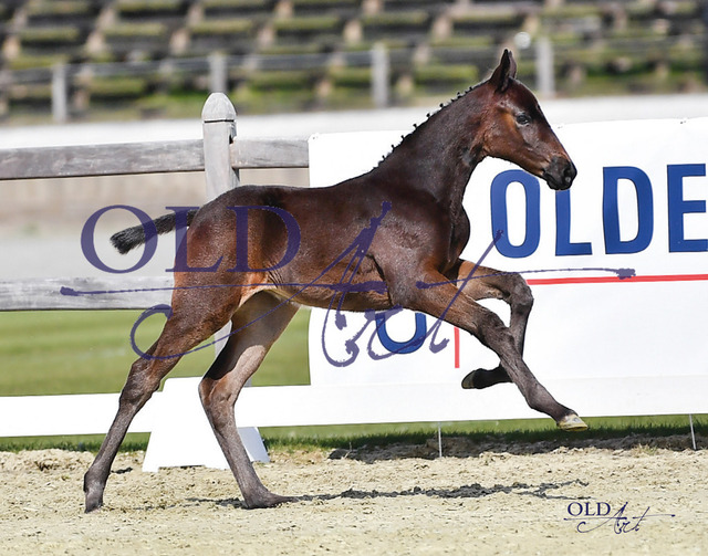 4 Elli Spumante DE418180247723 FoE Elvis ter Putte - Lord Pezi | <meta name="description" content="★Offizieller Merchandise und Foto-/Videostore des Oldenburger Verbandes.★ ✅Jetzt auch digital Ausdrucke erhältlich." />
<meta name="keywords" content="Merchandise Foto-/Videostore Oldenburger Verband Photographie 