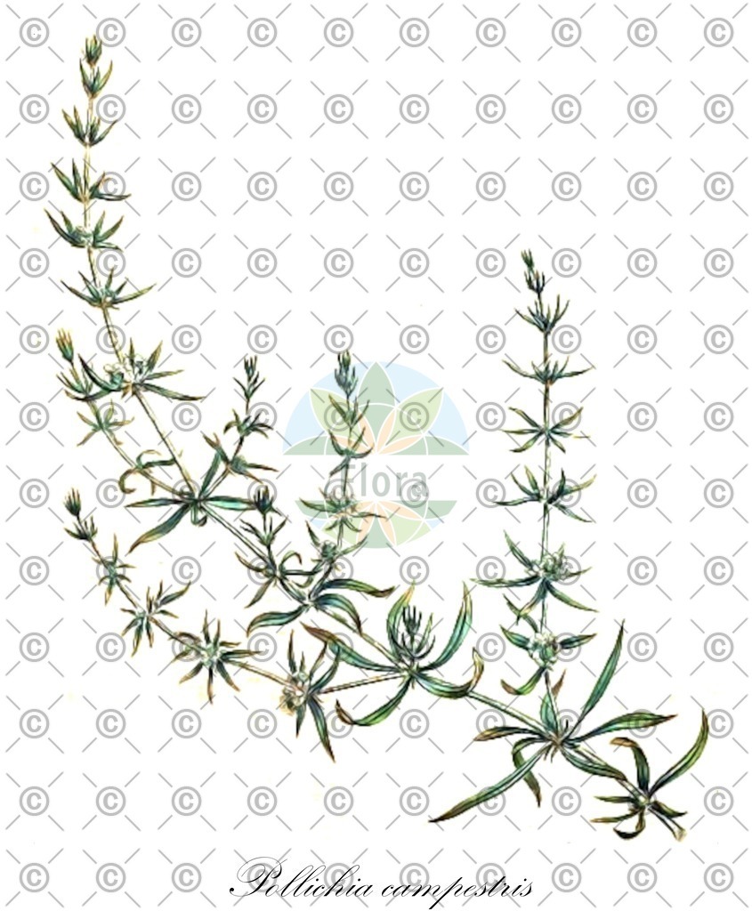 HistAbb_wfo-0000028522_1_ENZY_Simple | Historische Abbildung von Pollichia campestris - Caryophyllaceae | Historical Illustration of Pollichia campestris - Caryophyllaceae