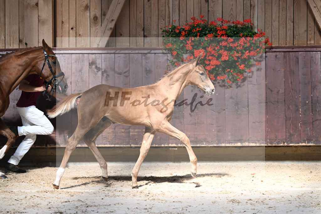 Kat-Nr. 17 Endorphin x Fuerst Piccolo_HF_Rietzler_25250148 | hf-fotografie - Realisiert mit Pictrs.com
