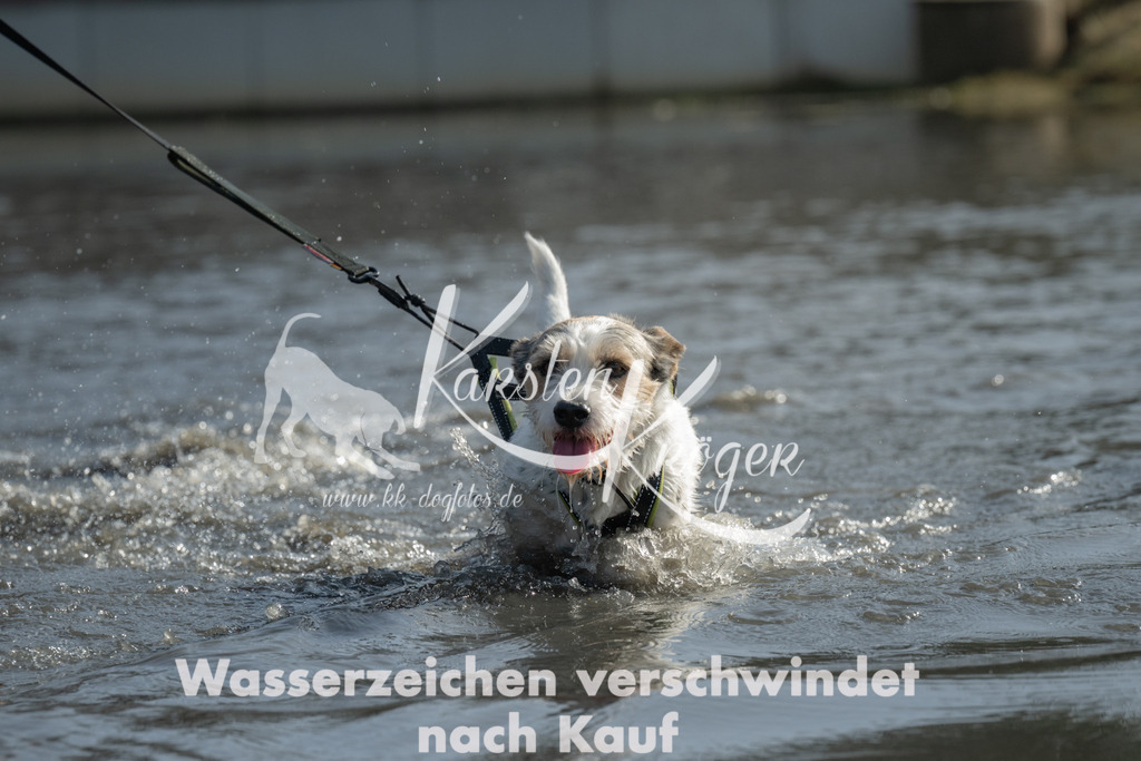 1150_ZZ96832-3 | kk-dogfotos