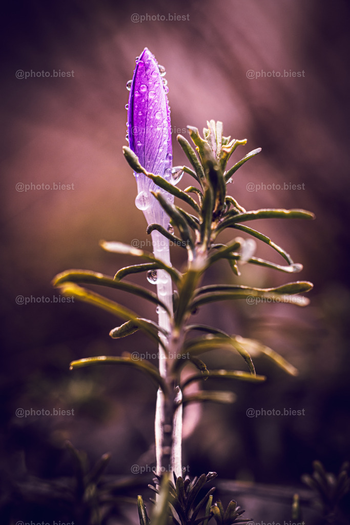 Der Regentanz | Ein Krokus im Regen. - Realisiert mit Pictrs.com