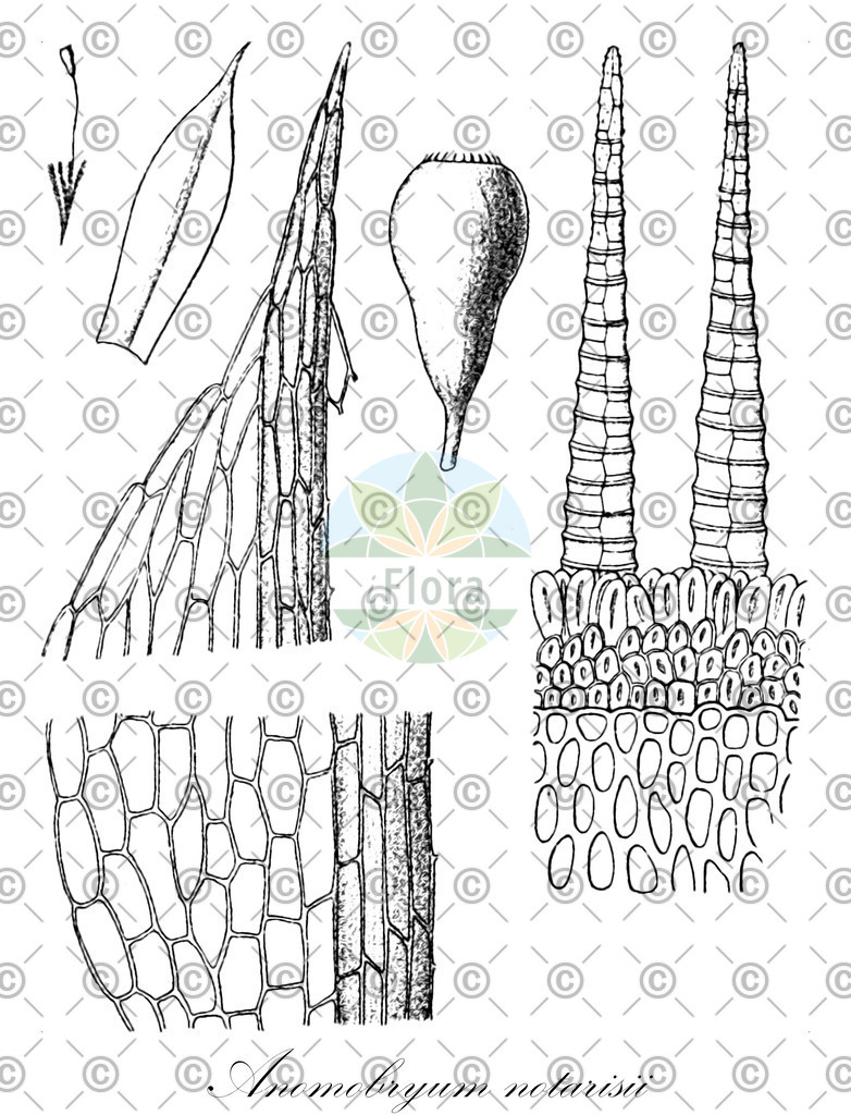 HistAbb_wfo-0000847893_1_ENZY_Simple | Historische Abbildung von Anomobryum notarisii - Bryaceae | Historical Illustration of Anomobryum notarisii - Bryaceae