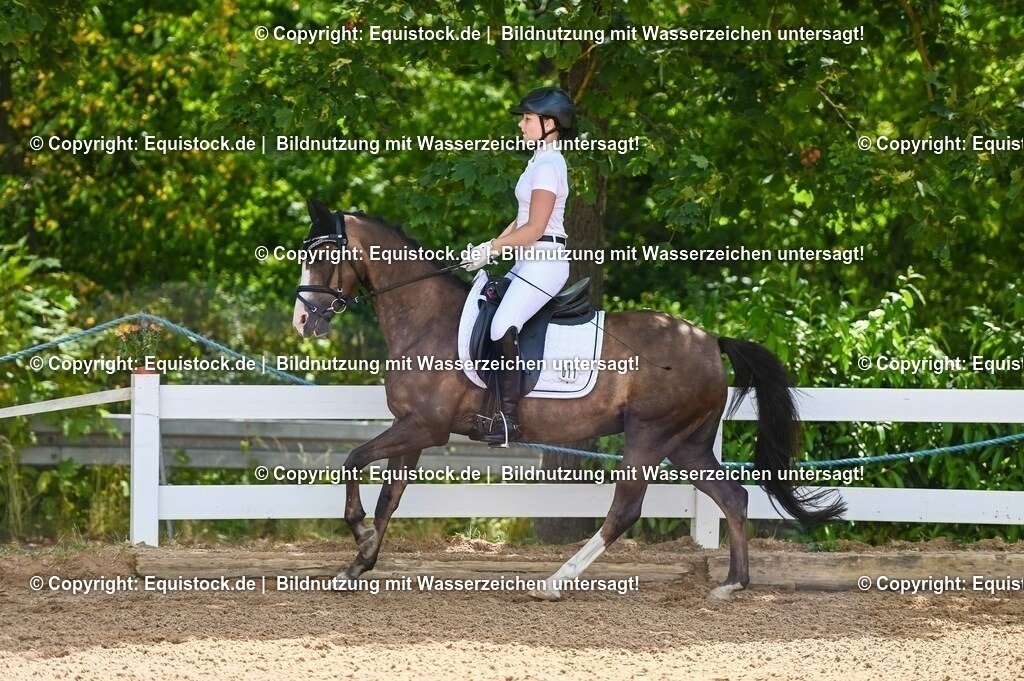 20230715_09_Dressur-WB_0180 | equistock