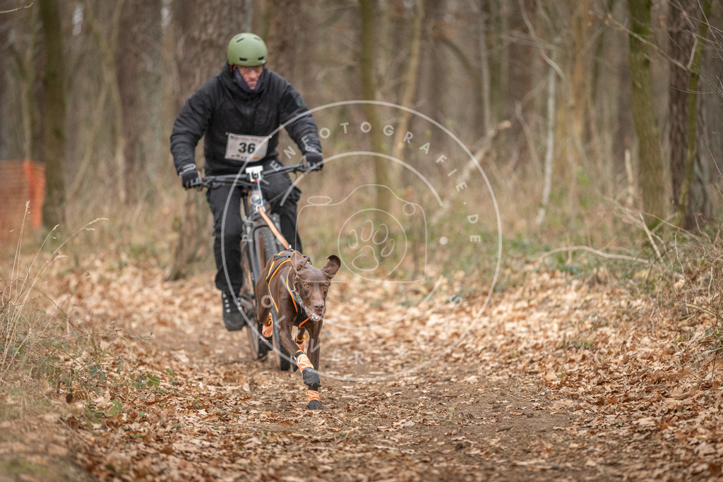 Pfotenfotografie_DV3A0037 | Hundefotografie, Tierfotograf, Pfotenfotografie, Fotoshooting Hund, Hunde Portrait, Hundesport, Hundeportraits, Heideshooting, Hunde, Sportfotograf, Hundefotograf, Turnierhundsport, THS,  - Realisiert mit Pictrs.com