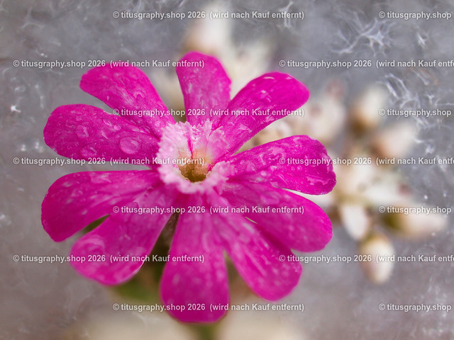 titusgraphy_P6277572-vz-ln | titusgraphy-shop: Geschenkideen mit Qualitätsfotos. titusgraphy-shop: gift ideas with quality photos. titusgraphy-shop: idées cadeaux avec photos de qualité.  - Realisiert mit Pictrs.com