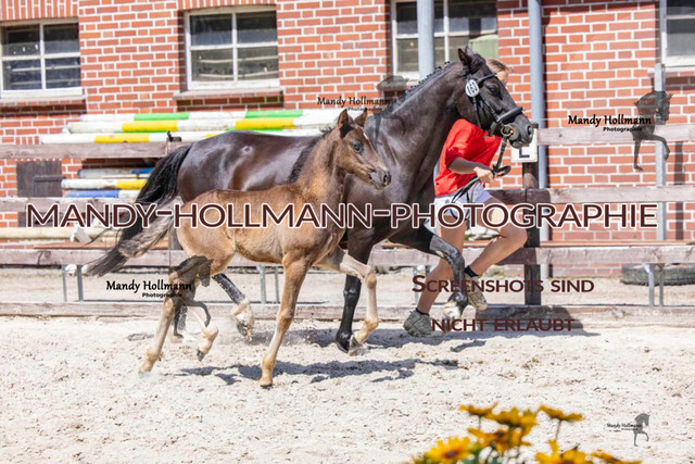 Badbergen DR-833 | mandyhollmannphotographie