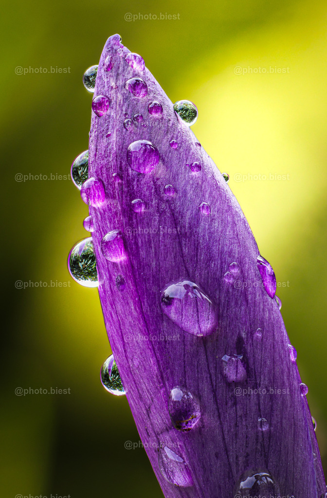 Korkusreflektionen | Ein lila Krokus mit Tautropfen. - Realisiert mit Pictrs.com