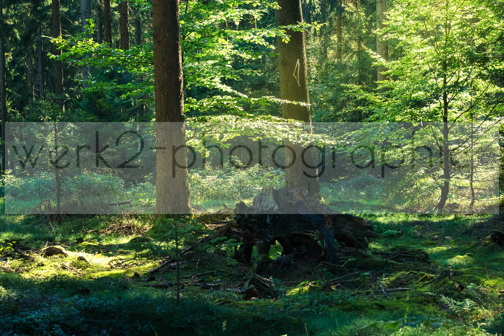 TSC Tambach-Dietharz | RWS-Cup, Tambach-Dietharz - 10. September 2023