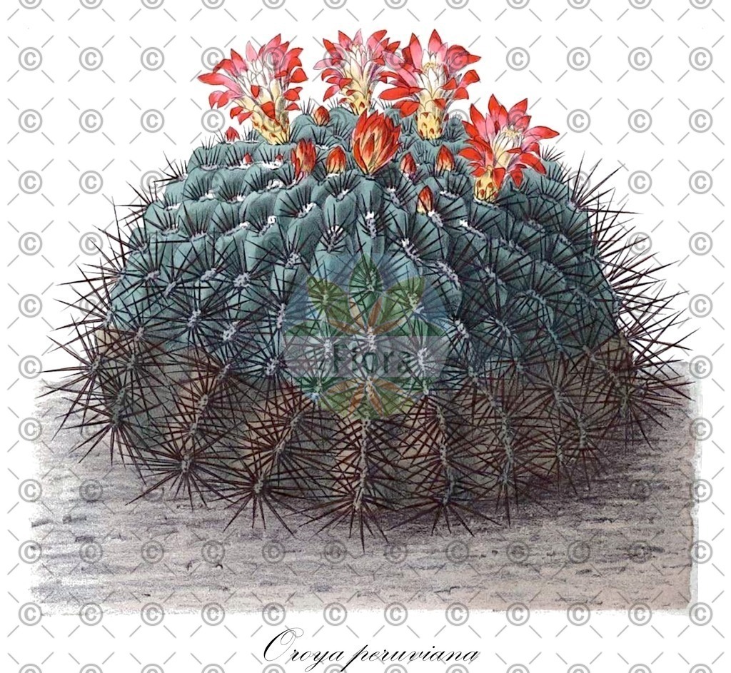 HistAbb_wfo-0000882268_1_ENZY_Simple | Historische Abbildung von Oroya peruviana - Cactaceae | Historical Illustration of Oroya peruviana - Cactaceae