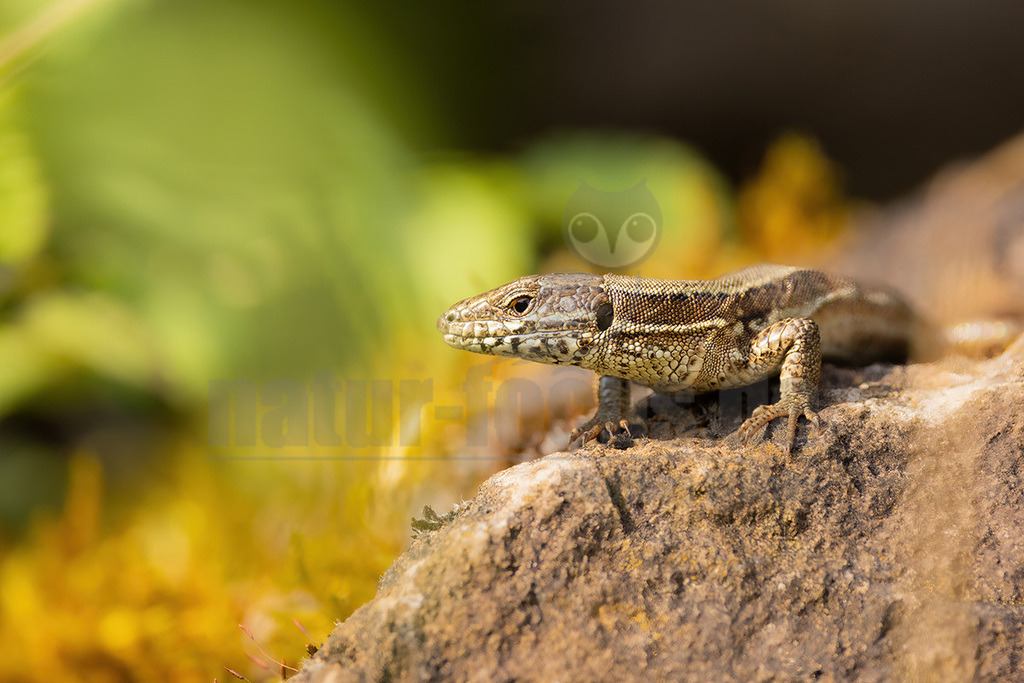R5NF4281_20240622 | 
Beschreibung
Kletterkünstlerin in warmen Hanglagen und Weinbergen
Die Mauereidechse besiedelt offene, wärmebegünstigte Lebensräume wie Stein- und Felshänge, Schotterbetten von Gleisanlagen, aber auch insbesondere Weinberge, die geprägt sind durch ein kleinräumiges Mosaik an Sonnen-, Versteck- und Eiablageplätzen, Nahrungsgründen sowie Winterquartieren. Durch Flächenverlust, Verlust an kleinräumig gegliederten Lebensräumen und Nutzungssteigerung im Weinbau ist sie besonders gefährdet. - Realisiert mit Pictrs.com